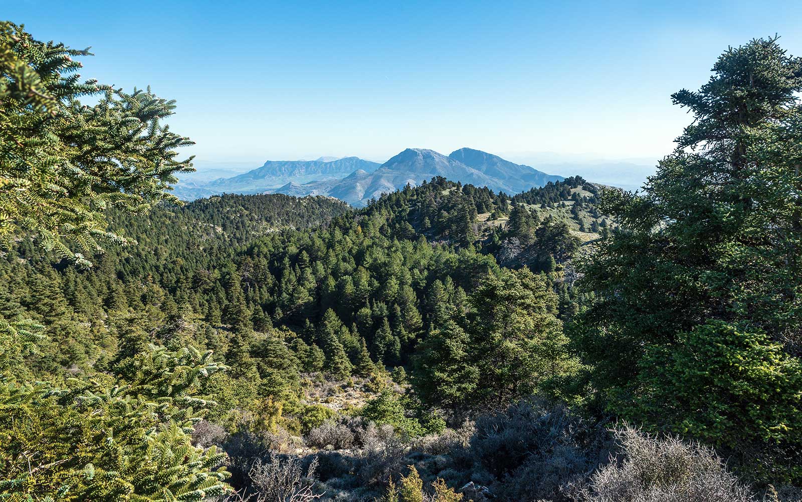 pinsapos en la sierra del as nieves